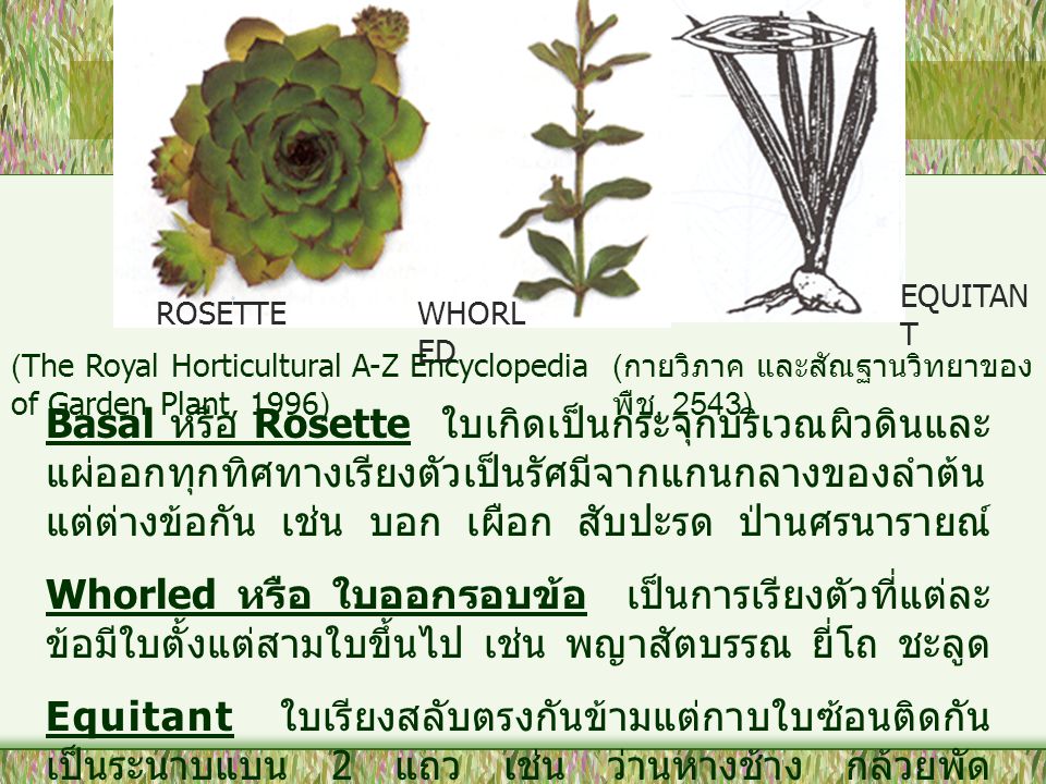 EQUITANT ROSETTE. WHORLED. (The Royal Horticultural A-Z Encyclopedia of Garden Plant, 1996) (กายวิภาค และสัณฐานวิทยาของพืช, 2543)
