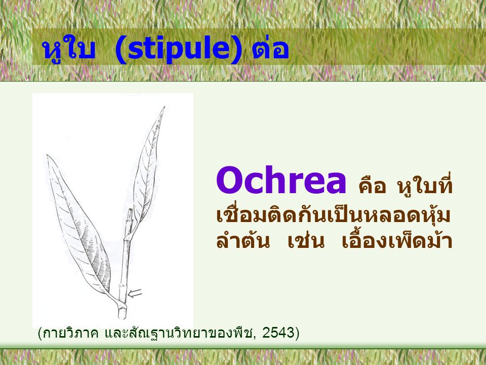 Ochrea คือ หูใบที่เชื่อมติดกันเป็นหลอดหุ้มลำต้น เช่น เอื้องเพ็ดม้า