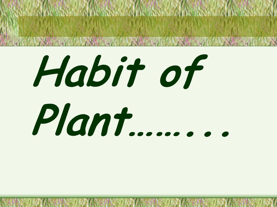 Habit of Plant……...