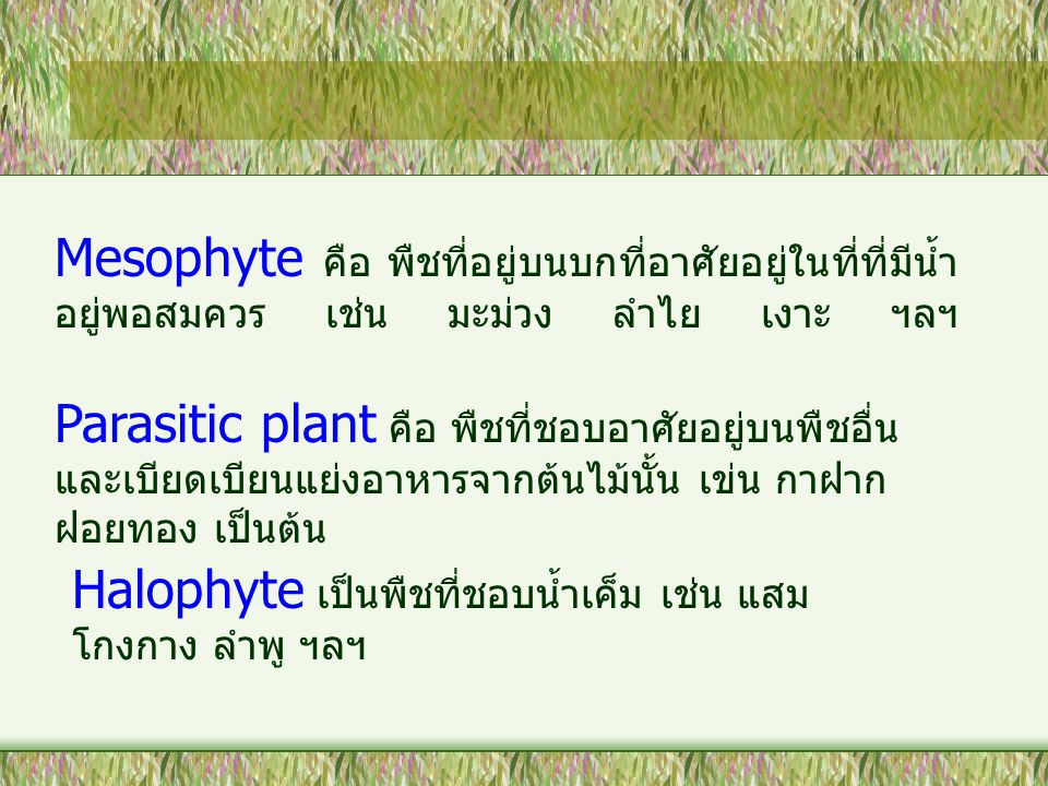 Mesophyte คือ พืชที่อยู่บนบกที่อาศัยอยู่ในที่ที่มีน้ำอยู่พอสมควร เช่น มะม่วง ลำไย เงาะ ฯลฯ