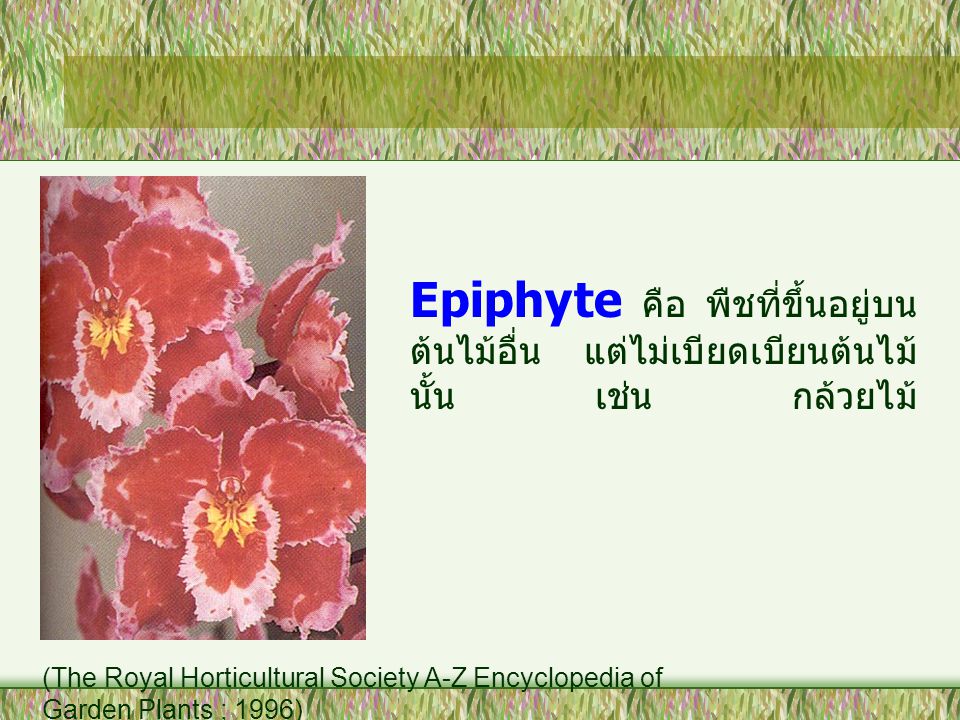 Epiphyte คือ พืชที่ขึ้นอยู่บนต้นไม้อื่น แต่ไม่เบียดเบียนต้นไม้นั้น เช่น กล้วยไม้