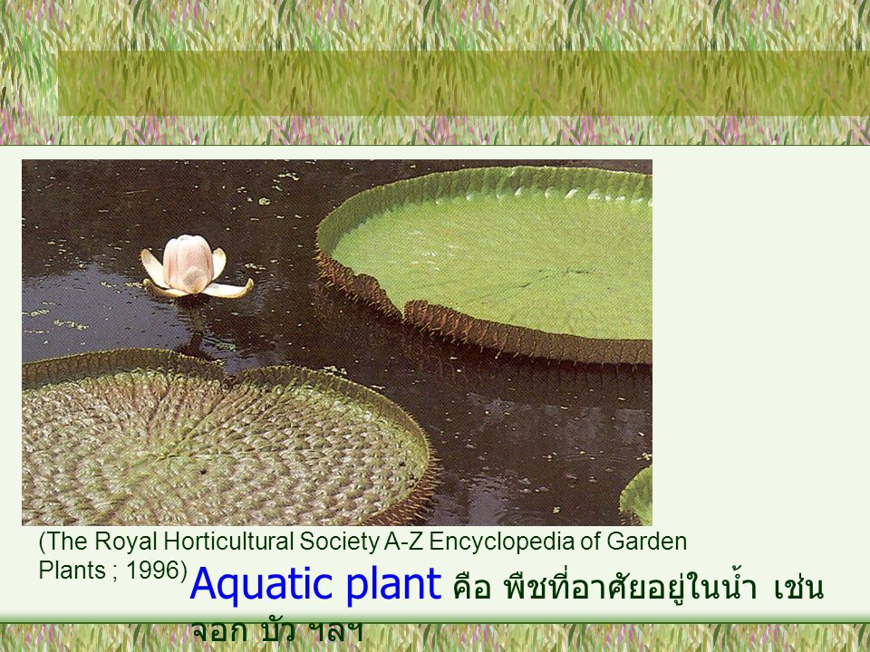 Aquatic plant คือ พืชที่อาศัยอยู่ในน้ำ เช่น จอก บัว ฯลฯ