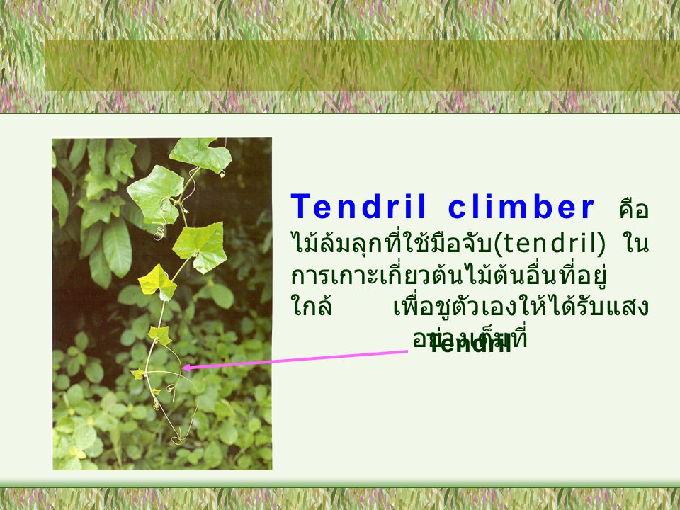 Tendril climber คือ ไม้ล้มลุกที่ใช้มือจับ(tendril) ในการเกาะเกี่ยวต้นไม้ต้นอื่นที่อยู่ใกล้ เพื่อชูตัวเองให้ได้รับแสงอย่างเต็มที่