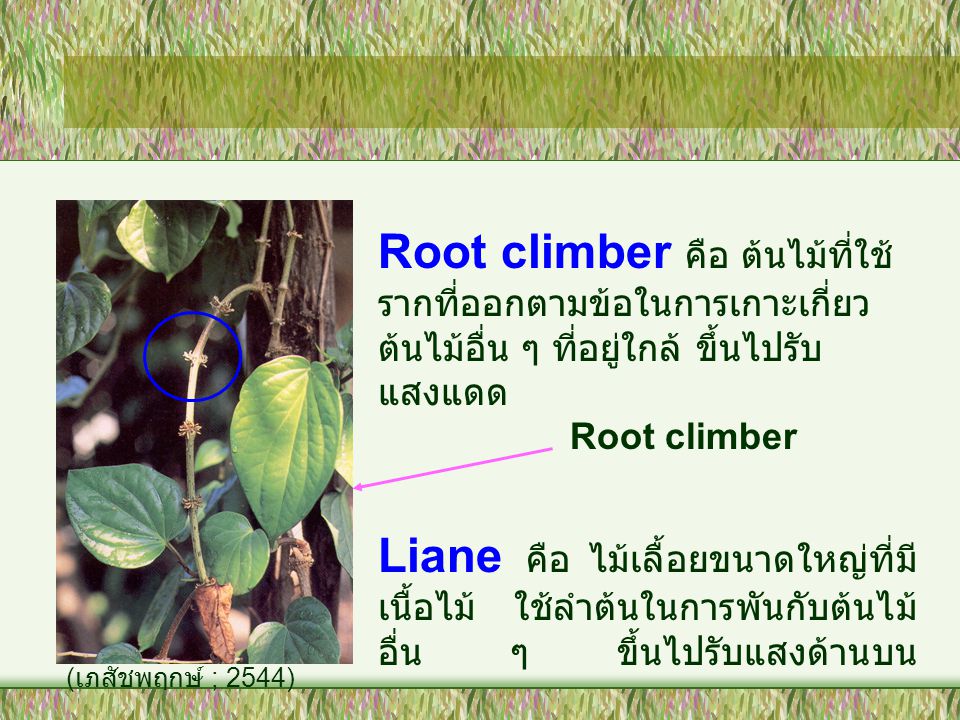 Root climber คือ ต้นไม้ที่ใช้รากที่ออกตามข้อในการเกาะเกี่ยวต้นไม้อื่น ๆ ที่อยู่ใกล้ ขึ้นไปรับแสงแดด