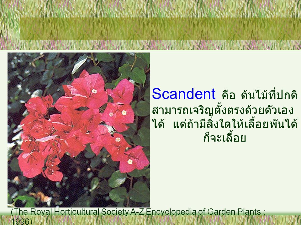 Scandent คือ ต้นไม้ที่ปกติสามารถเจริญตั้งตรงด้วยตัวเองได้ แต่ถ้ามีสิ่งใดให้เลื้อยพันได้ก็จะเลื้อย