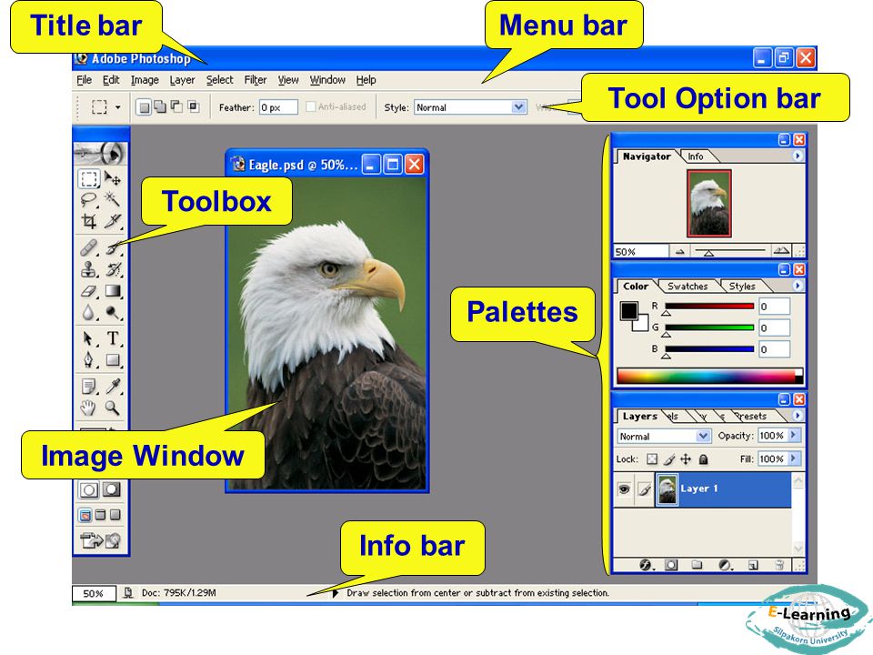 Title bar Menu bar Tool Option bar Toolbox Palettes Image Window Info bar
