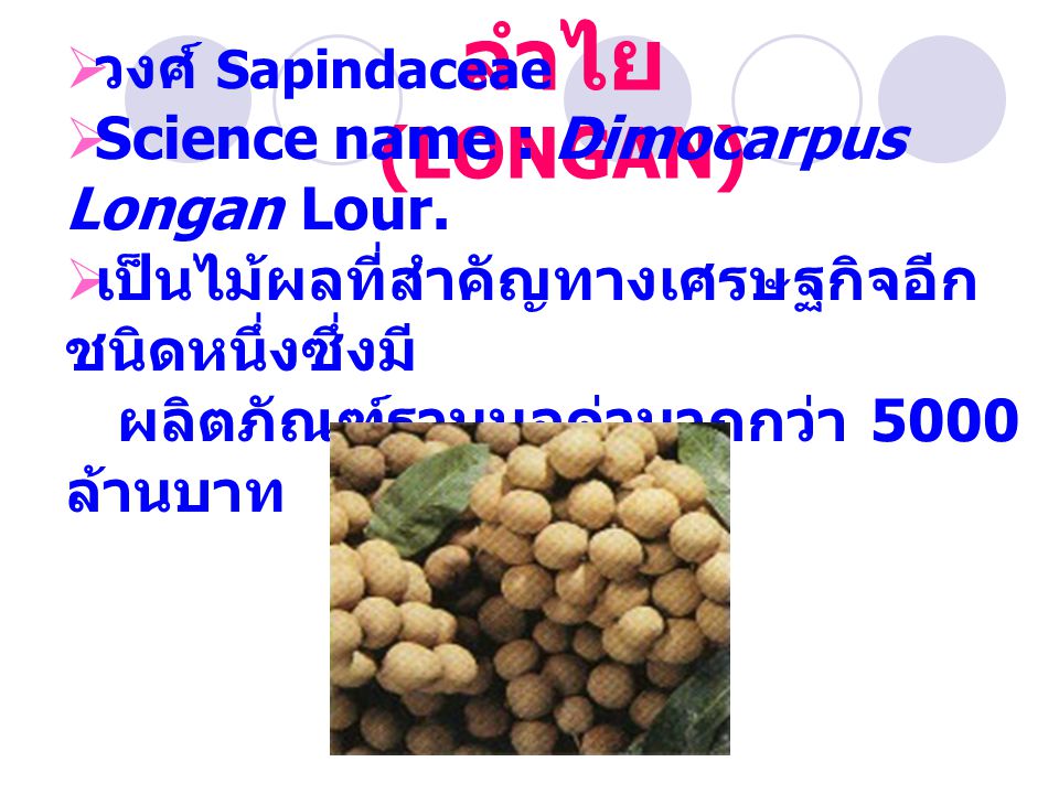 ลำไย (LONGAN) วงศ์ Sapindaceae Science name : Dimocarpus Longan Lour.