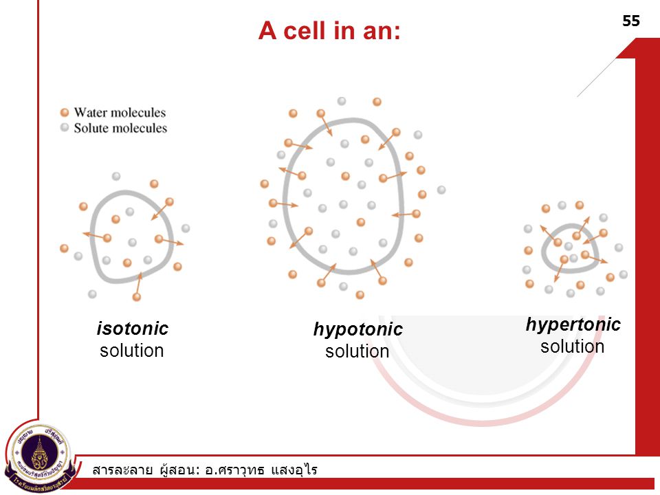 A cell in an: hypertonic isotonic hypotonic solution solution solution