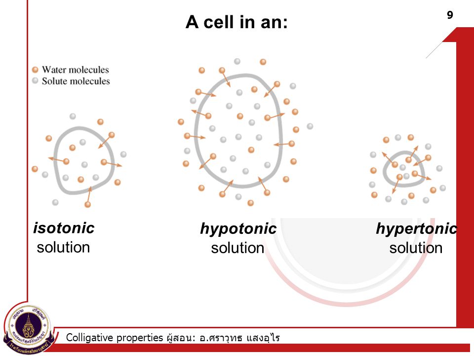 A cell in an: isotonic solution hypotonic solution hypertonic solution