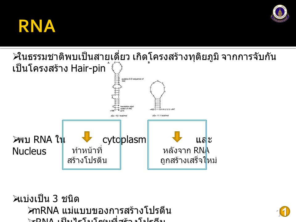 RNA ในธรรมชาติพบเป็นสายเดี่ยว เกิดโครงสร้างทุติยภูมิ จากการจับกันเป็นโครงสร้าง Hair-pin structure.