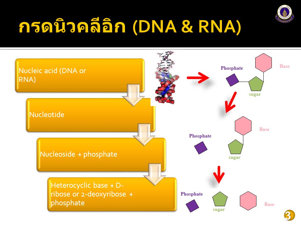กรดนิวคลีอิก (DNA & RNA)