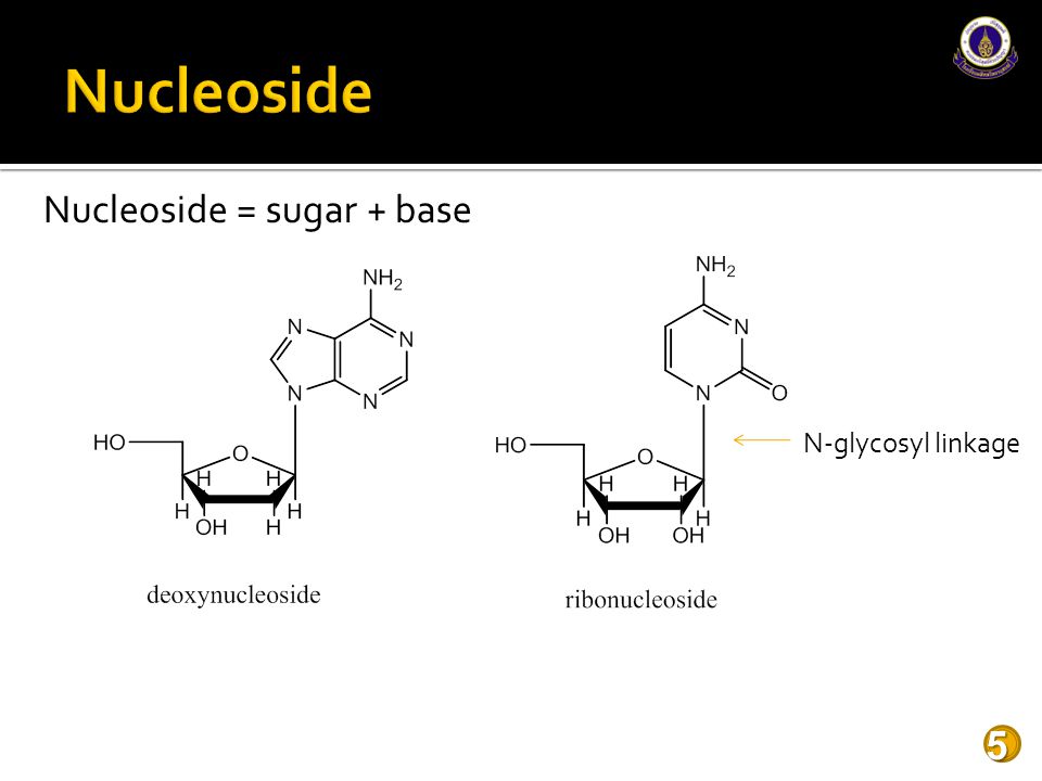 Nucleoside Nucleoside = sugar + base N-glycosyl linkage