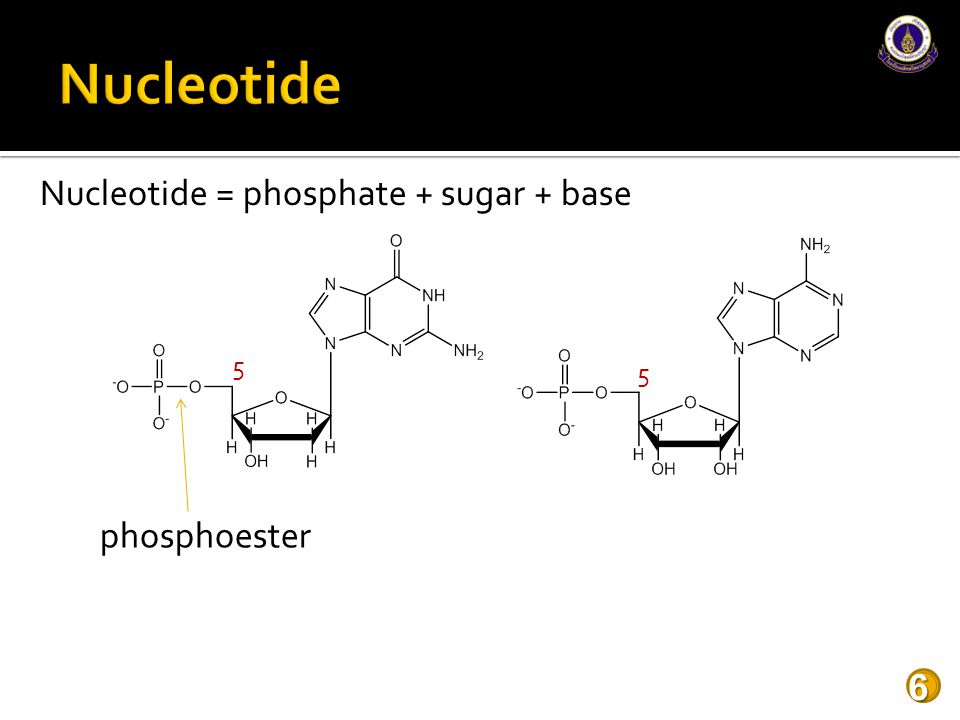 Nucleotide Nucleotide = phosphate + sugar + base 5 5 phosphoester
