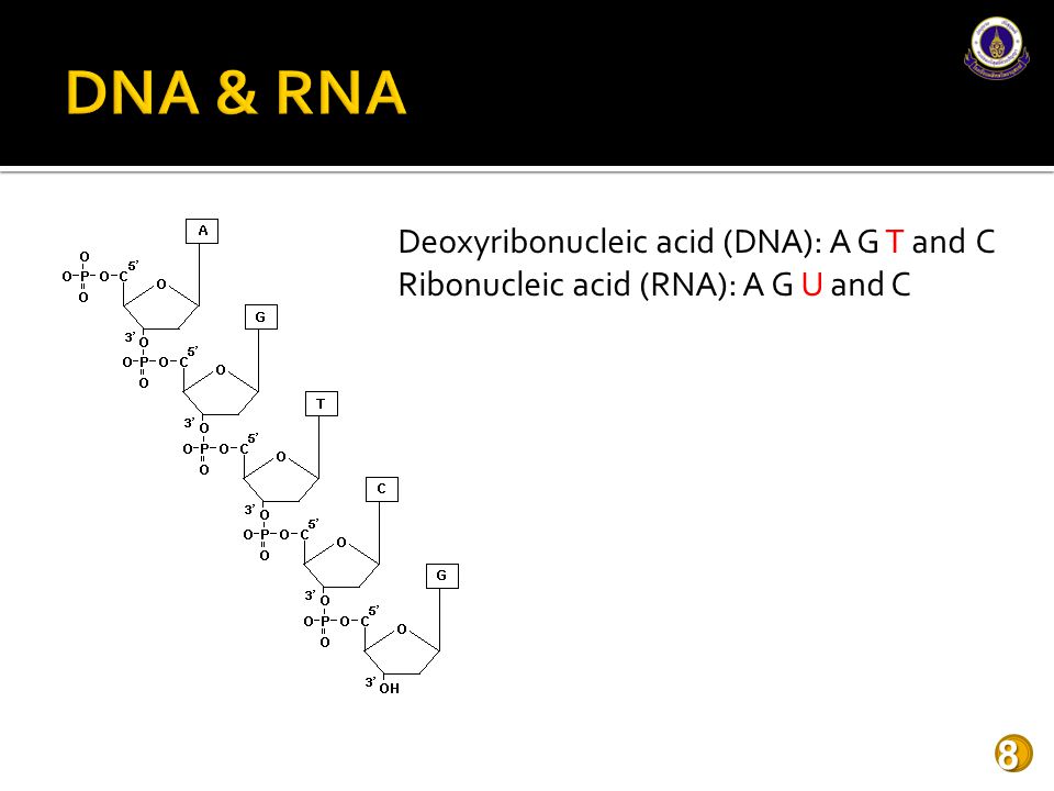 DNA & RNA Deoxyribonucleic acid (DNA): A G T and C