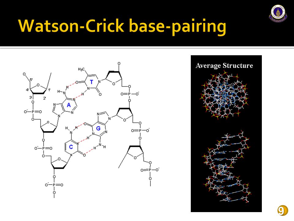 Watson-Crick base-pairing
