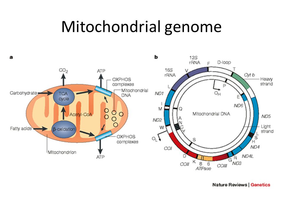 Кольцевая хромосома в митохондриях. Структура митохондриальной ДНК. Открытие митохондриальной ДНК. Митохондриальная ДНК карта. Митохондриальная ДНК растений.