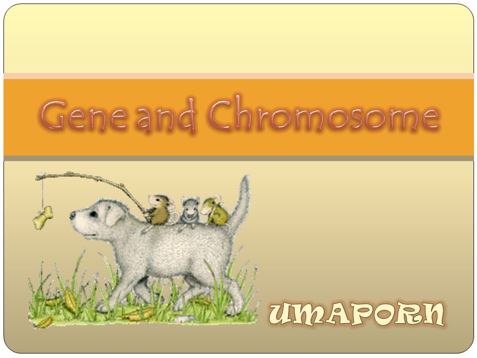 Gene and Chromosome UMAPORN