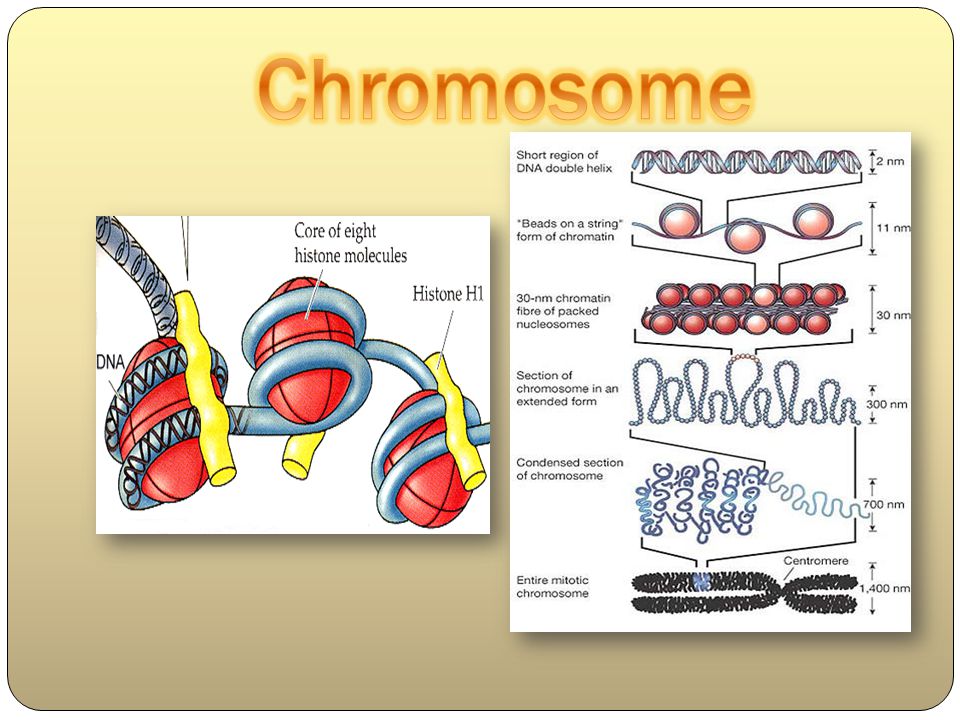 Chromosome