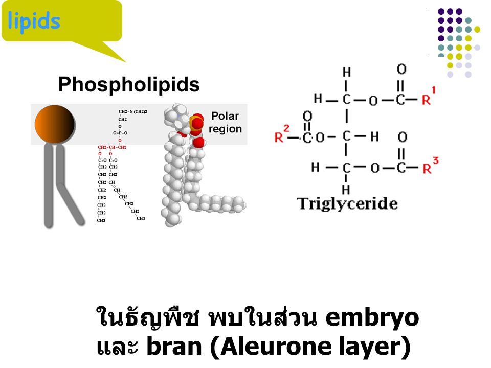 ในธัญพืช พบในส่วน embryo และ bran (Aleurone layer)