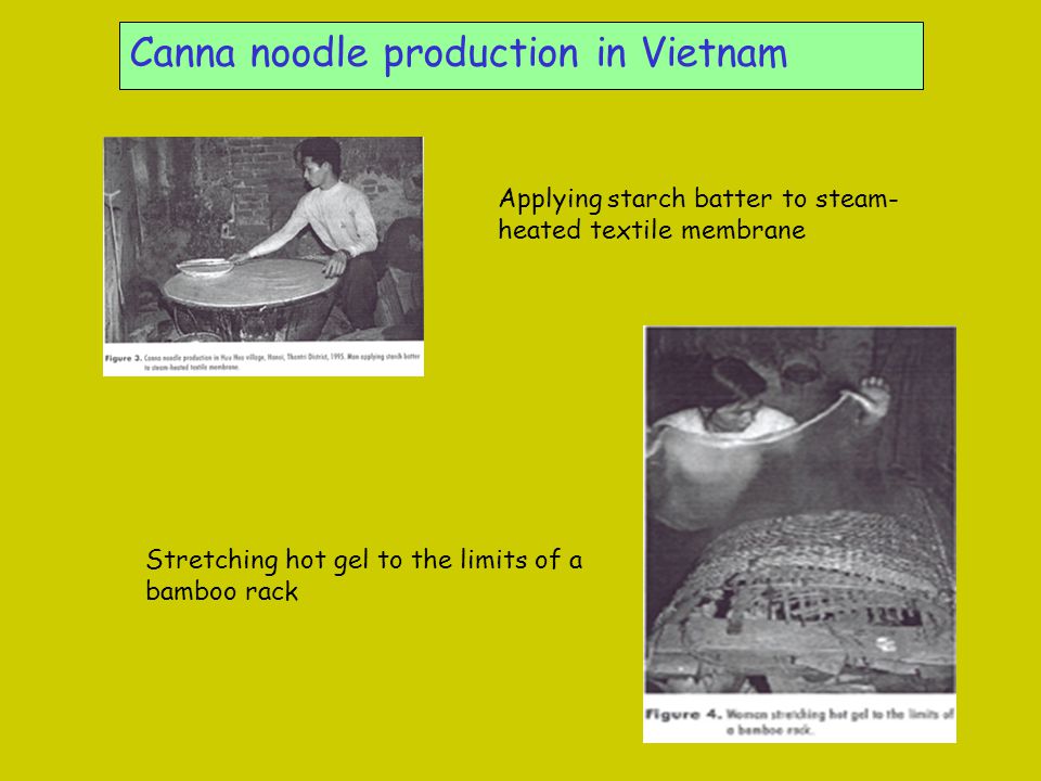 Canna noodle production in Vietnam