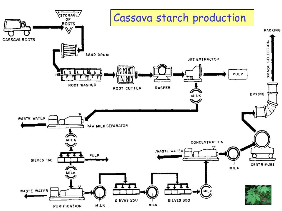 Cassava starch production