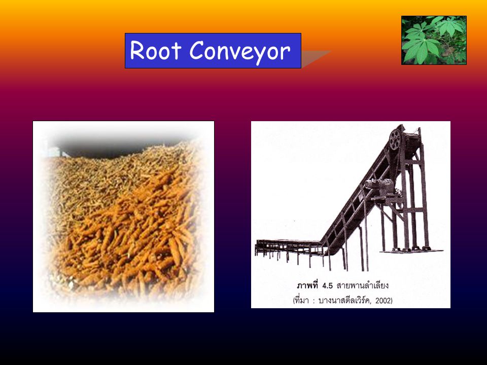 Root Conveyor