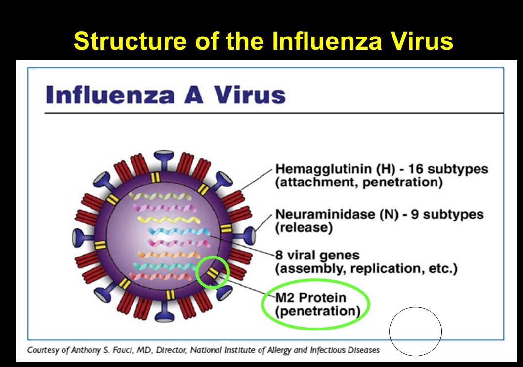 Structure of the Influenza Virus