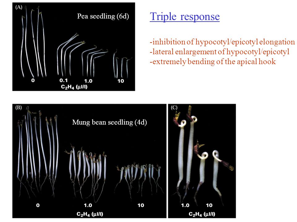 Triple response -inhibition of hypocotyl/epicotyl elongation