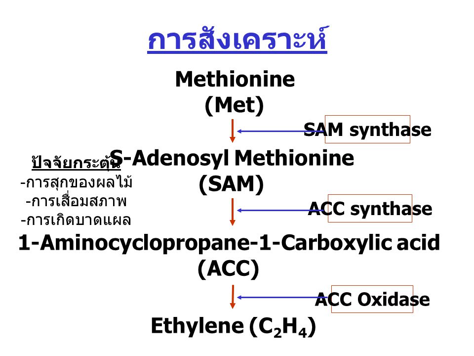 S-Adenosyl Methionine 1-Aminocyclopropane-1-Carboxylic acid