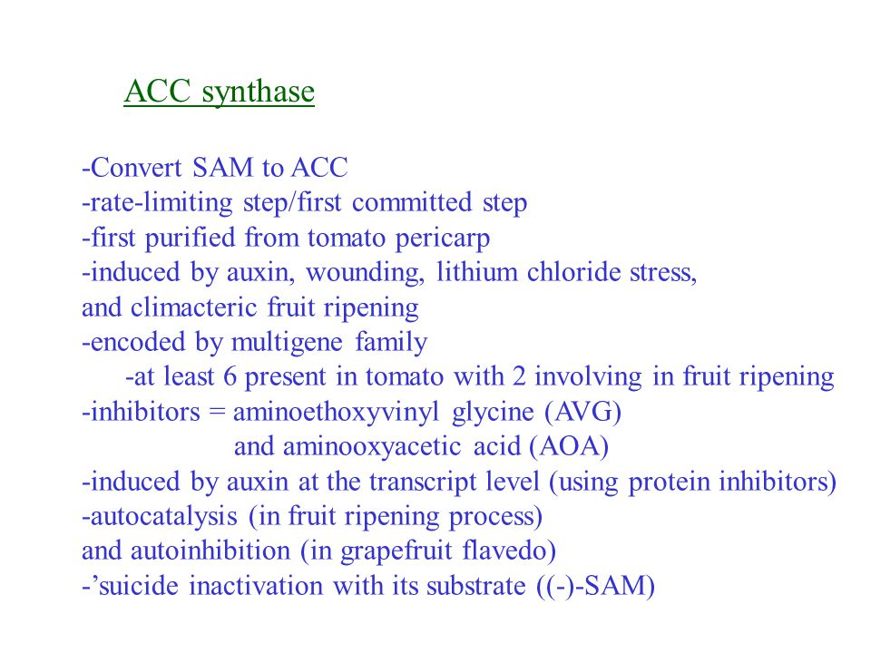 ACC synthase -Convert SAM to ACC