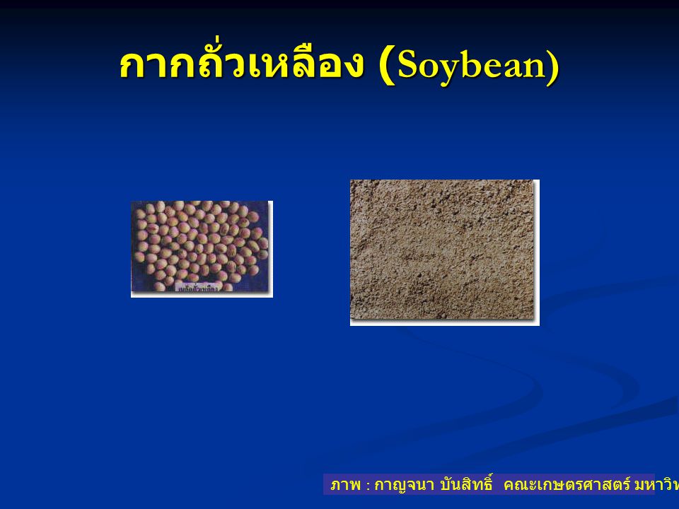 กากถั่วเหลือง (Soybean)
