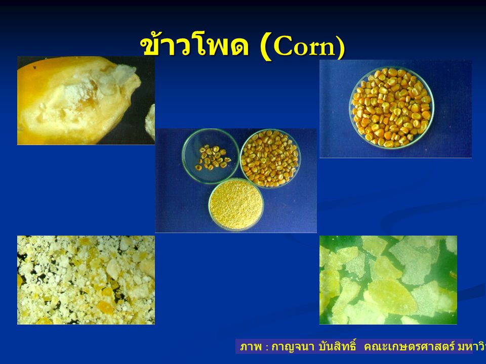 ข้าวโพด (Corn) ภาพ : กาญจนา บันสิทธิ์ คณะเกษตรศาสตร์ มหาวิทยาลัยอุบลราชธานี