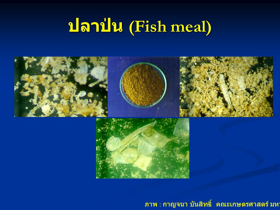 ปลาป่น (Fish meal) ภาพ : กาญจนา บันสิทธิ์ คณะเกษตรศาสตร์ มหาวิทยาลัยอุบลราชธานี