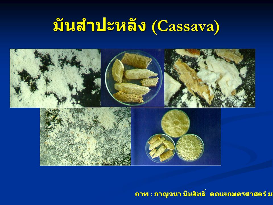 มันสำปะหลัง (Cassava)