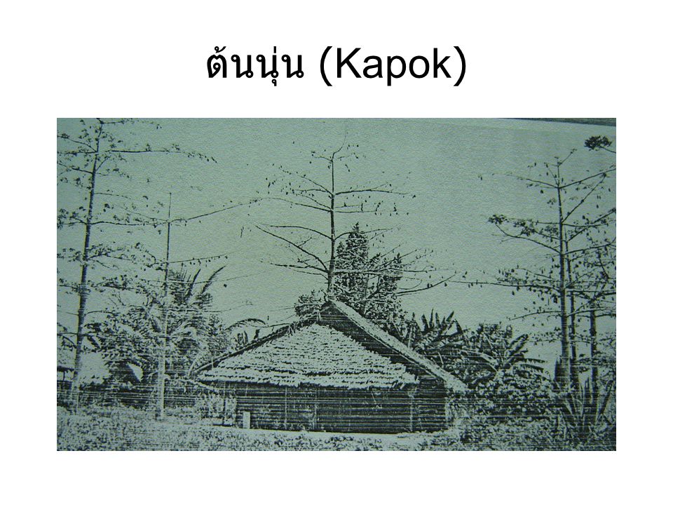 ต้นนุ่น (Kapok)