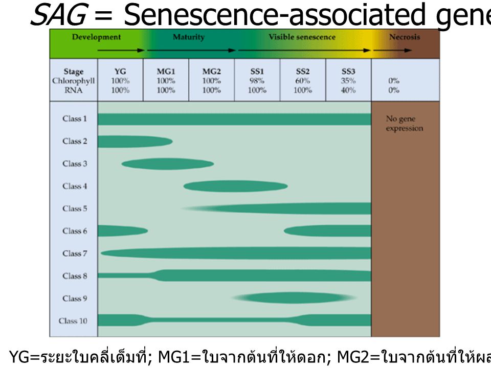 SAG = Senescence-associated gene