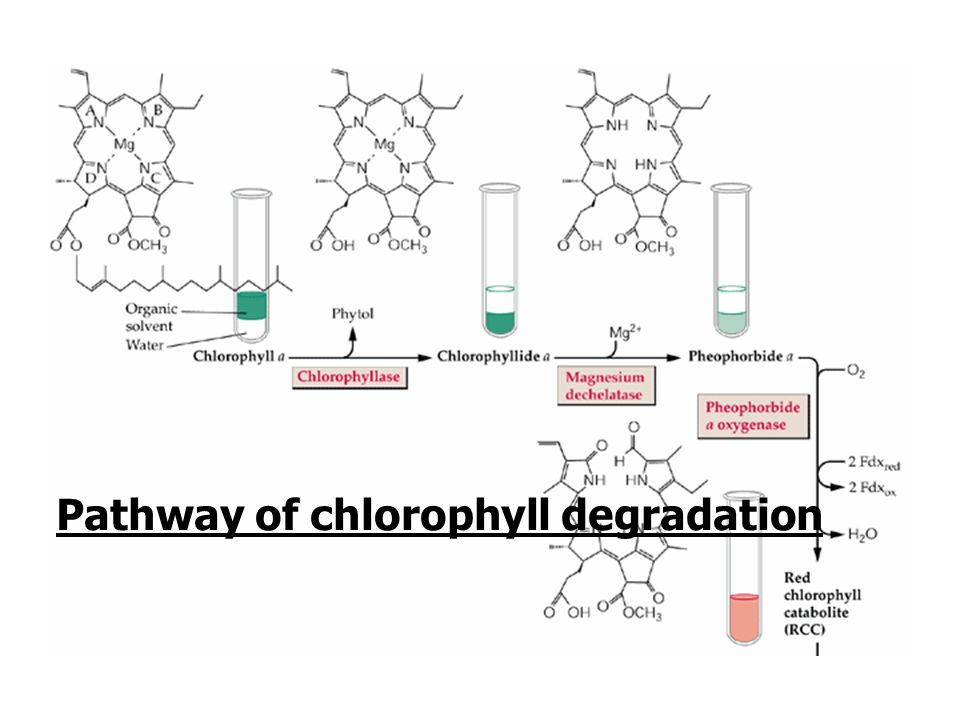Pathway of chlorophyll degradation