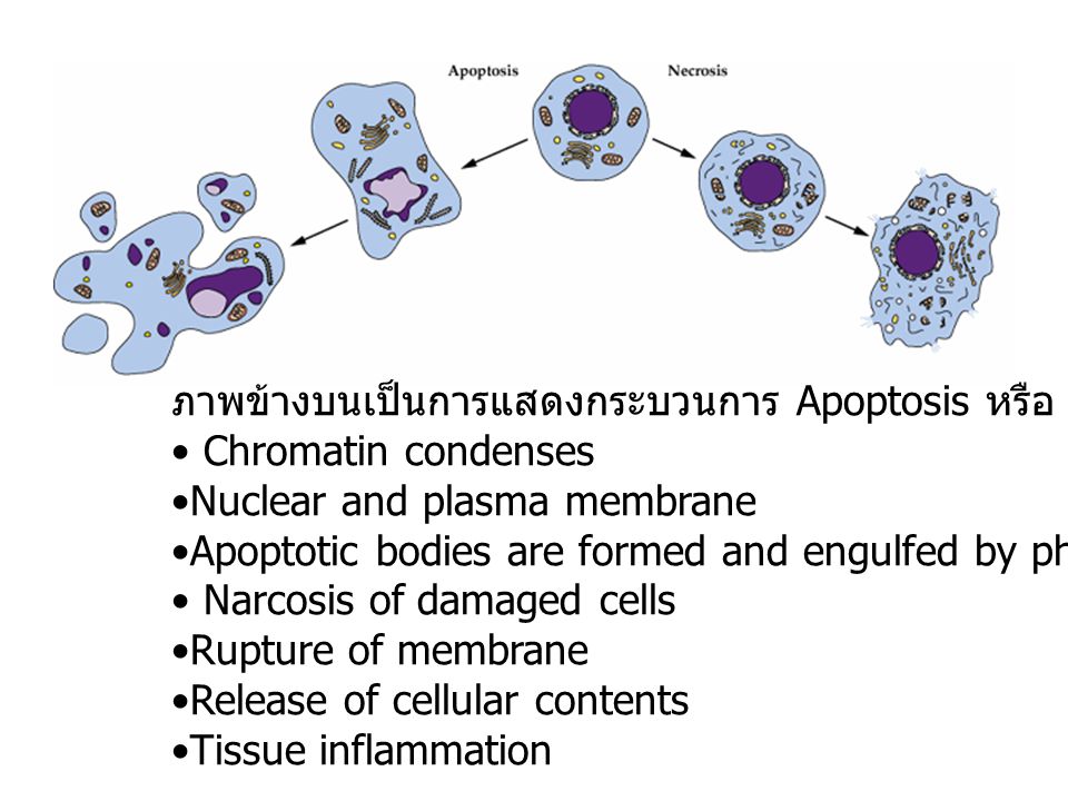 ภาพข้างบนเป็นการแสดงกระบวนการ Apoptosis หรือ PCD ในเซลล์สัตว์