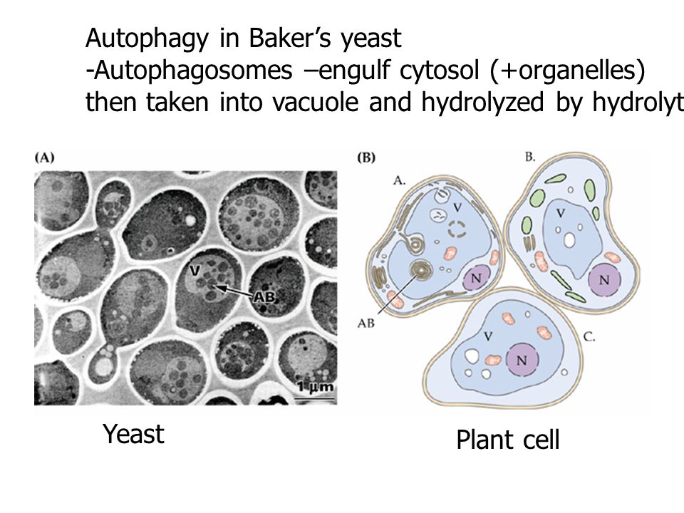 Autophagy in Baker’s yeast
