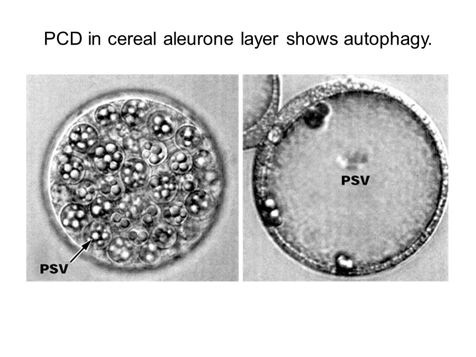 PCD in cereal aleurone layer shows autophagy.