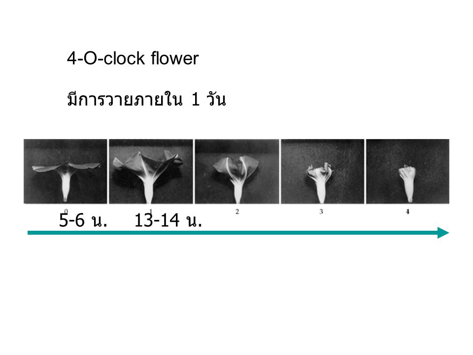 4-O-clock flower มีการวายภายใน 1 วัน 5-6 น น.