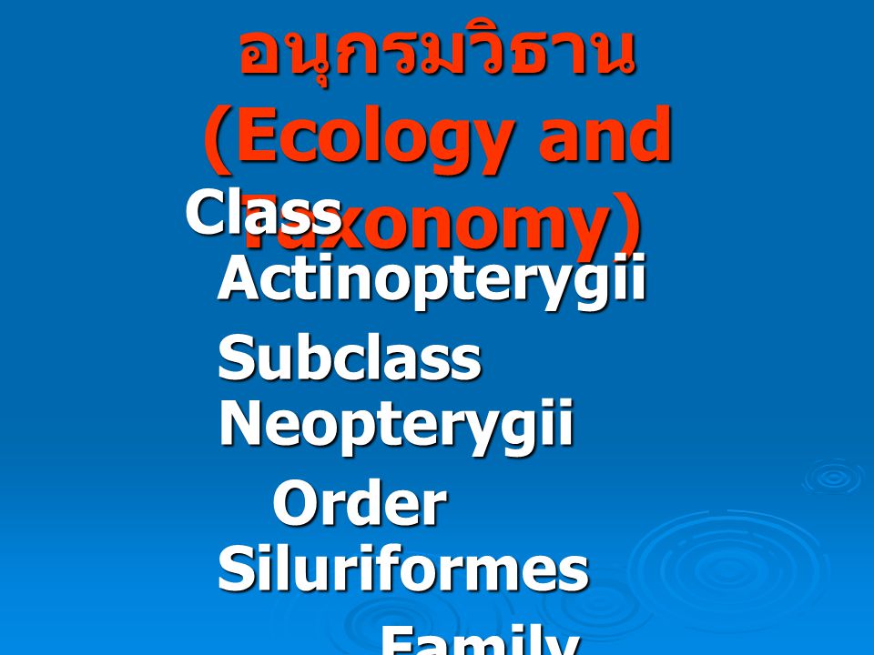 นิเวศน์วิทยาและอนุกรมวิธาน (Ecology and Taxonomy)
