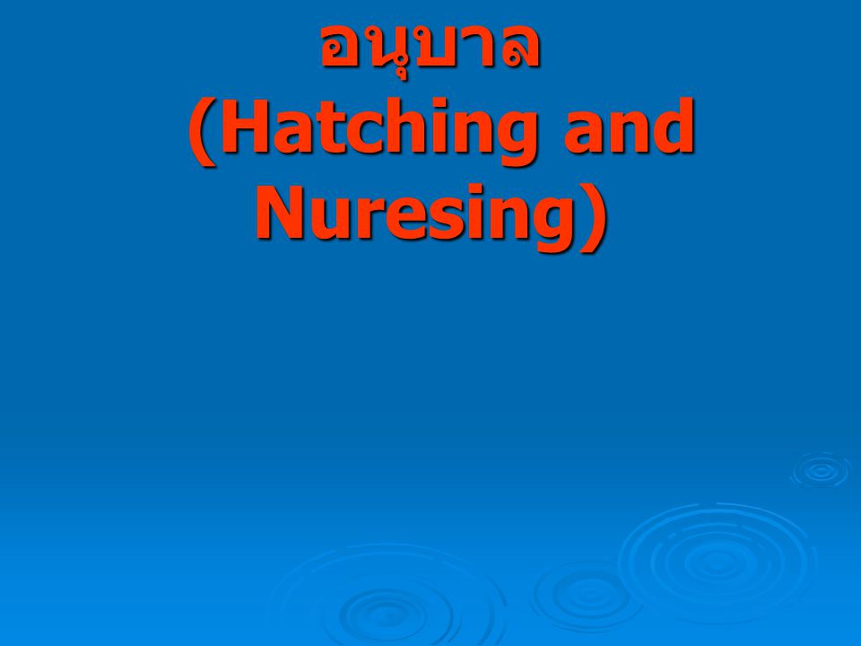 การเพาะฟักและการอนุบาล (Hatching and Nuresing)
