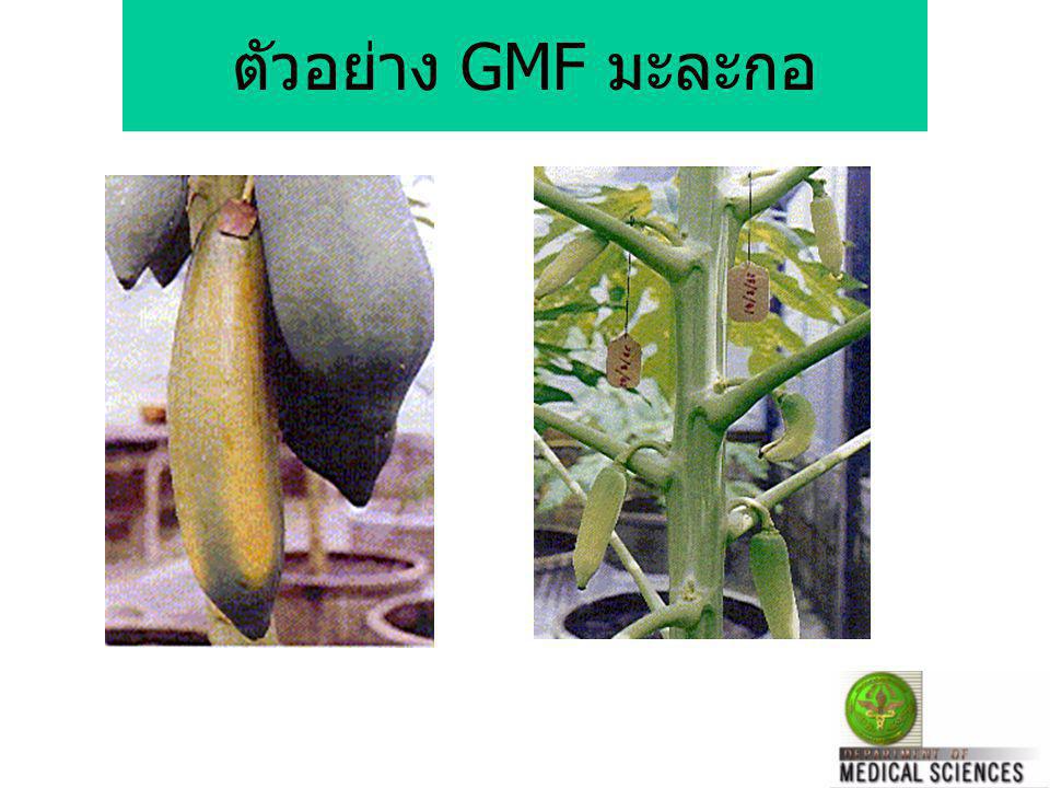 ตัวอย่าง GMF มะละกอ