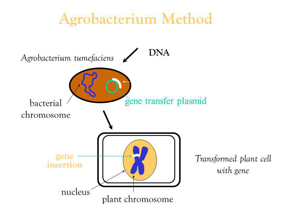 Agrobacterium Method DNA Agrobacterium tumefaciens gene
