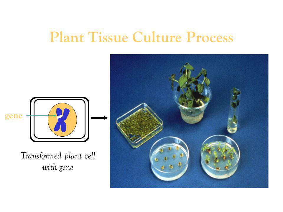 Plant Tissue Culture Process