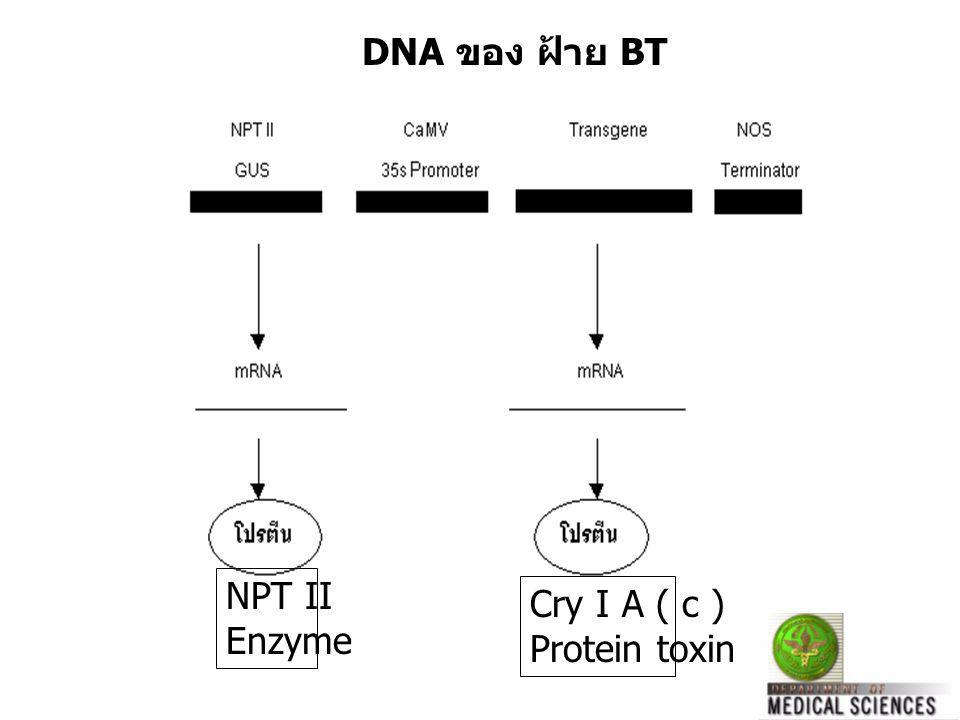 DNA ของ ฝ้าย BT NPT II Enzyme Cry I A ( c ) Protein toxin