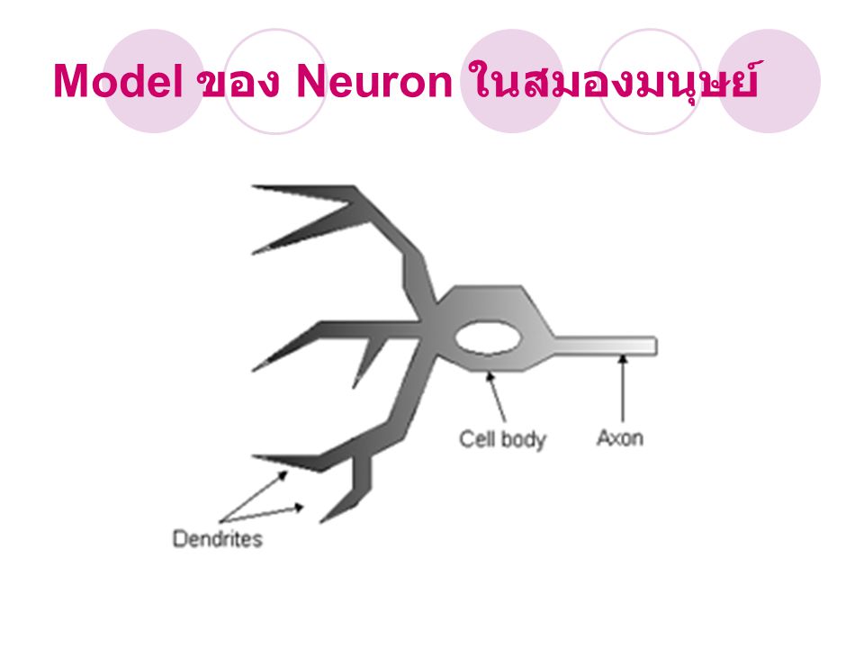 Model ของ Neuron ในสมองมนุษย์