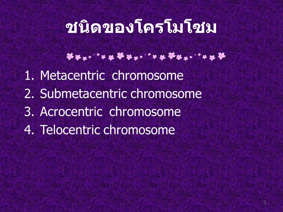 ชนิดของโครโมโซม Metacentric chromosome Submetacentric chromosome