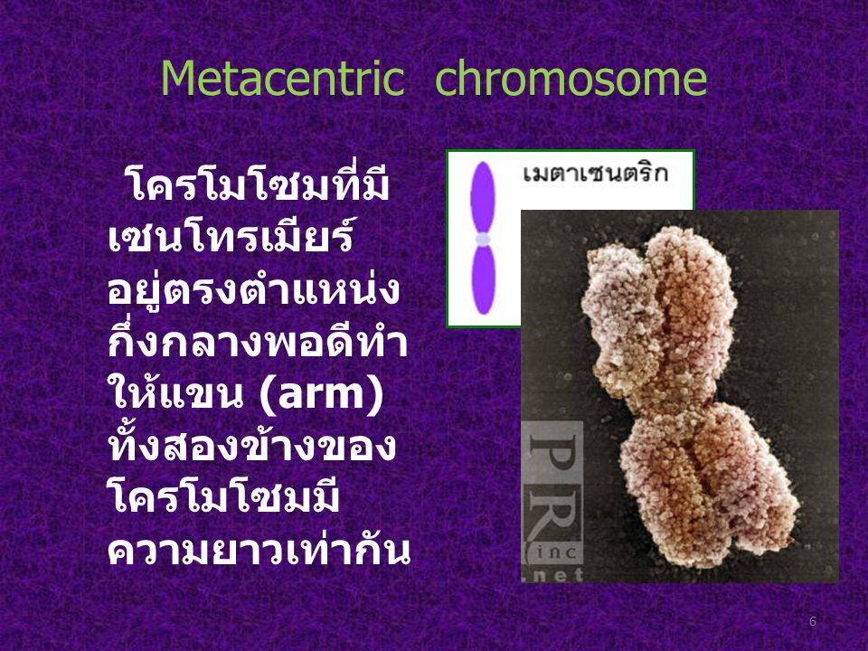Metacentric chromosome
